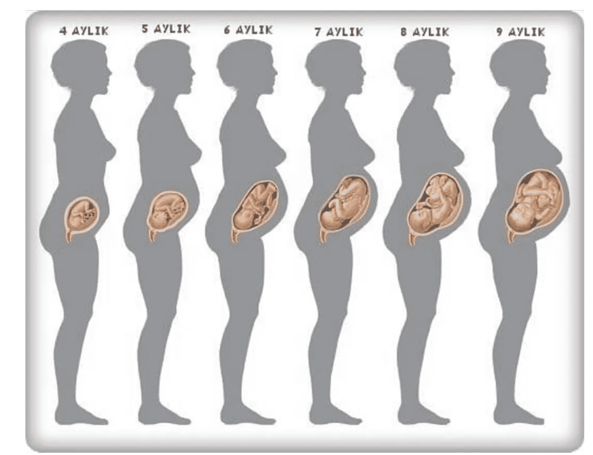 21 неделя беременности: ощущения, размер и развитие плода | Двадцать первая неделя беременности